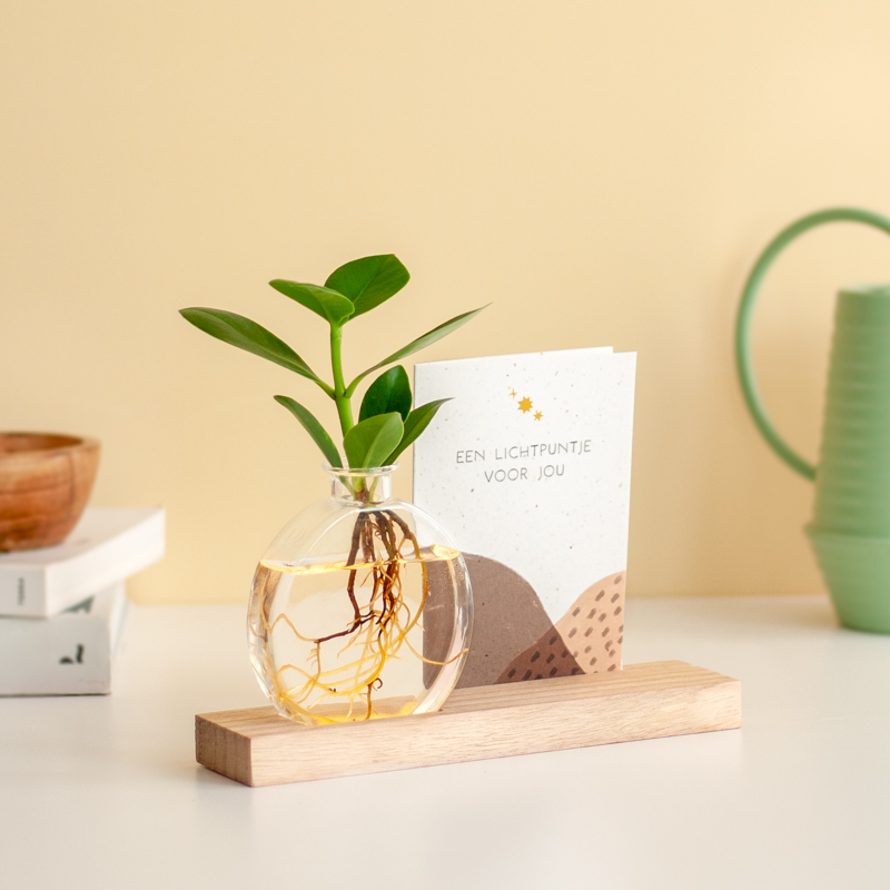 Brievenbus Lichtplantje Brievenbusbloemen