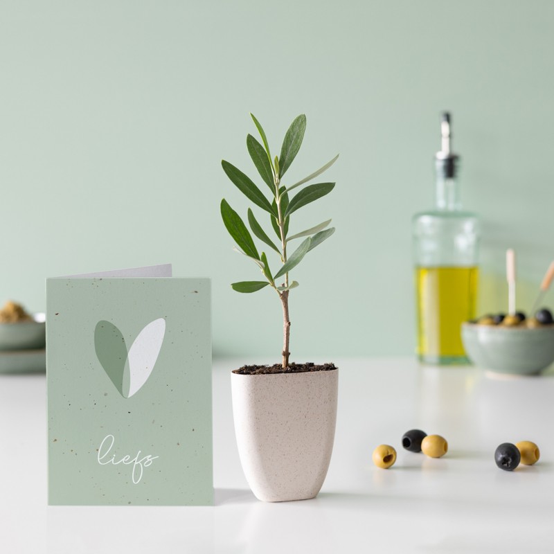 olijfboompje met kaart Liefs
