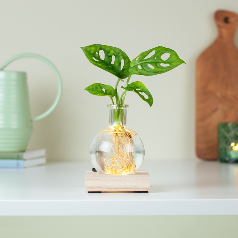 Lichtplantje Monstera