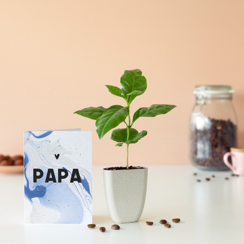 Vaderdagboom - Coffea arabica Brievenbusbloemen