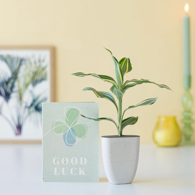 Geluksboompje | Brievenbus boompje | uniekduurzaam cadeau | per post bezorgd Brievenbusbloemen