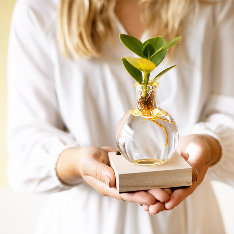 Lichtplantje | Plantje in verlicht vaasje | Uniek plant cadeau per post versturen | BloomPost met aandacht voor de natuur Brievenbusbloemen