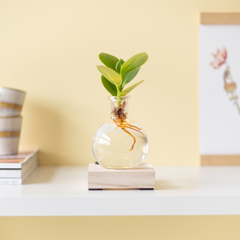 Lichtplantje | Plantje in verlicht vaasje | Uniek plant cadeau per post versturen | BloomPost met aandacht voor de natuur Brievenbusbloemen