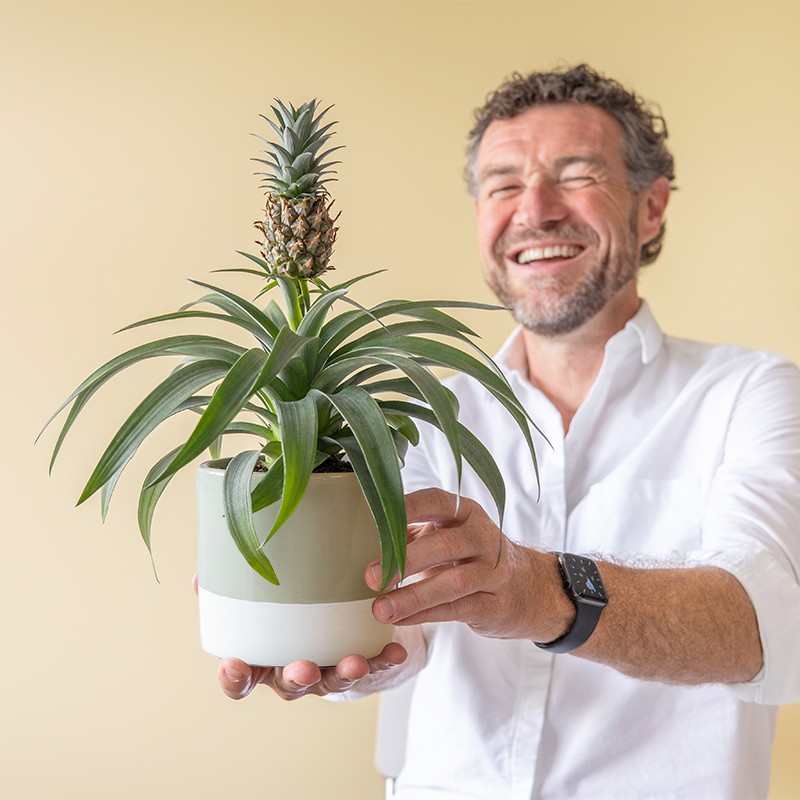 man houdt ananasplant vast