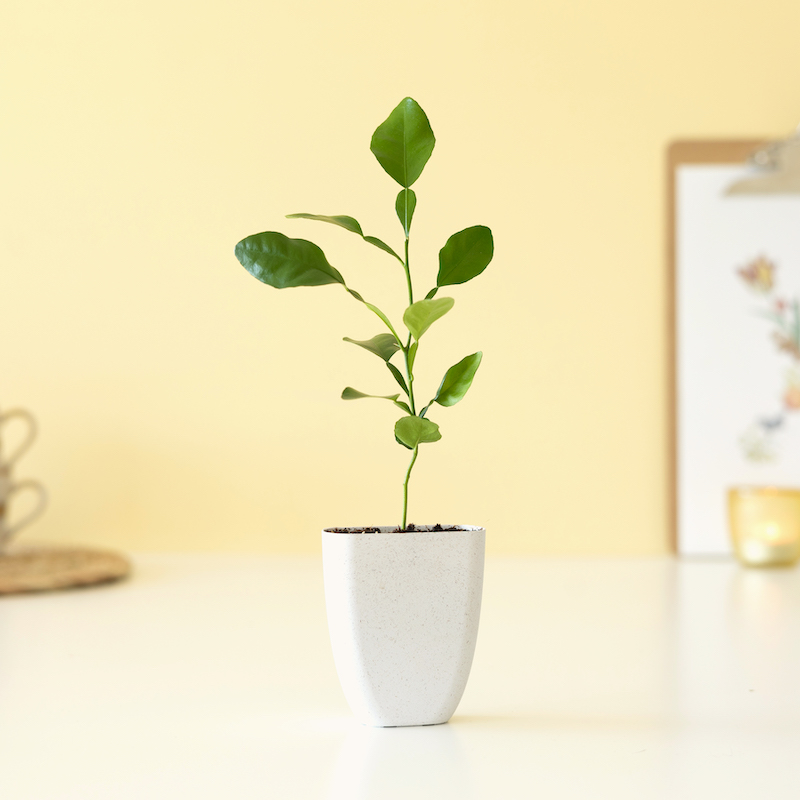 Citrusboompje | Brievenbus boompje | uniekduurzaam cadeau | per post bezorgd Brievenbusbloemen