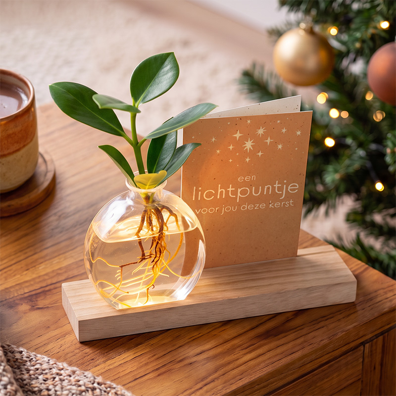 Lichtplantje Kerst