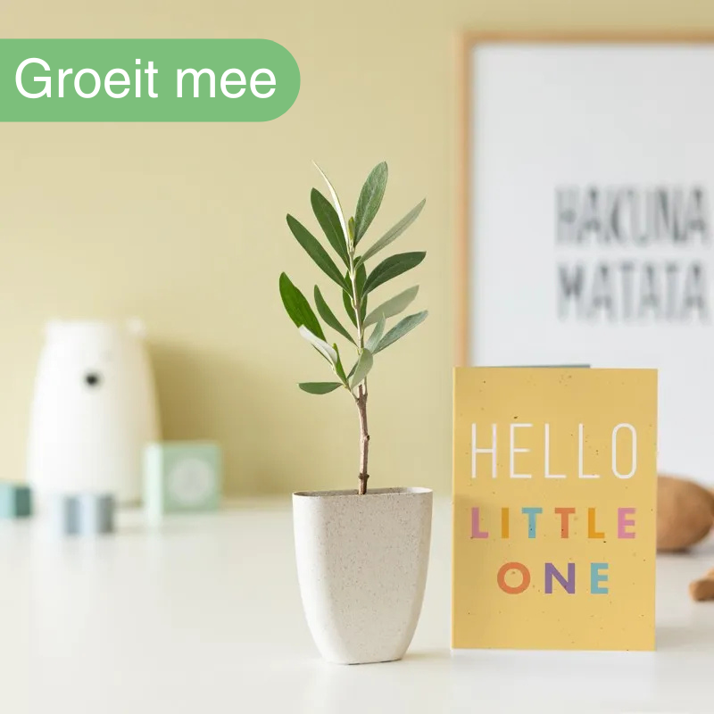 Geboorteboom | Brievenbus boompje | uniekduurzaam cadeau | per post bezorgd Brievenbusbloemen