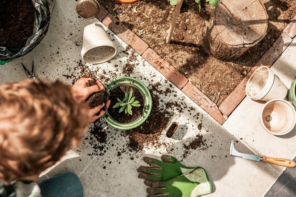 Man plant olijfboom in groene pot