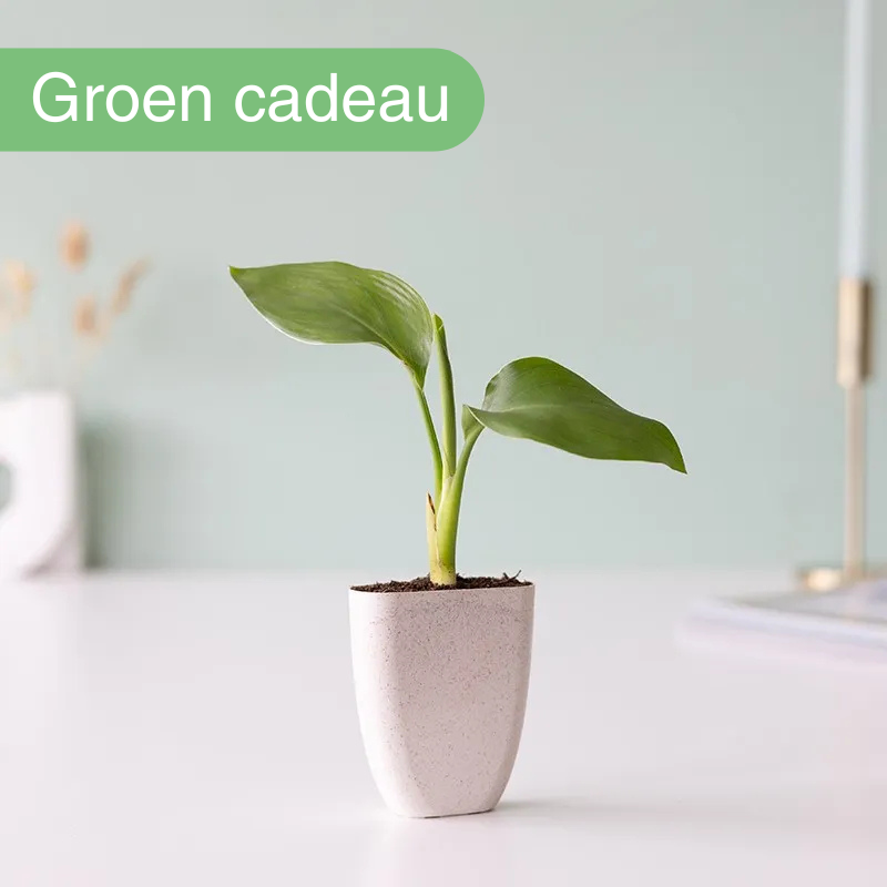 Paradijsvogelbloem | Brievenbus boompje | uniekduurzaam cadeau | per post bezorgd Brievenbusbloemen